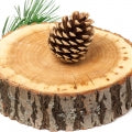 Cedar Wood